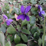 viola mammola odorata