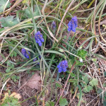 muscari