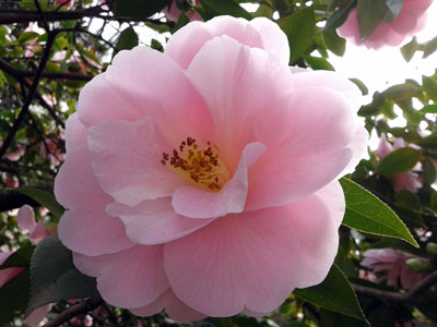 Camelia rosa