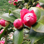 Camelia Japonica Black Lace camelia rossa