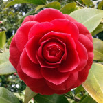 Camelia Japonica Black Lace camelia rossa