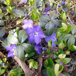 vinca