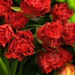 Rose rosse El Toro